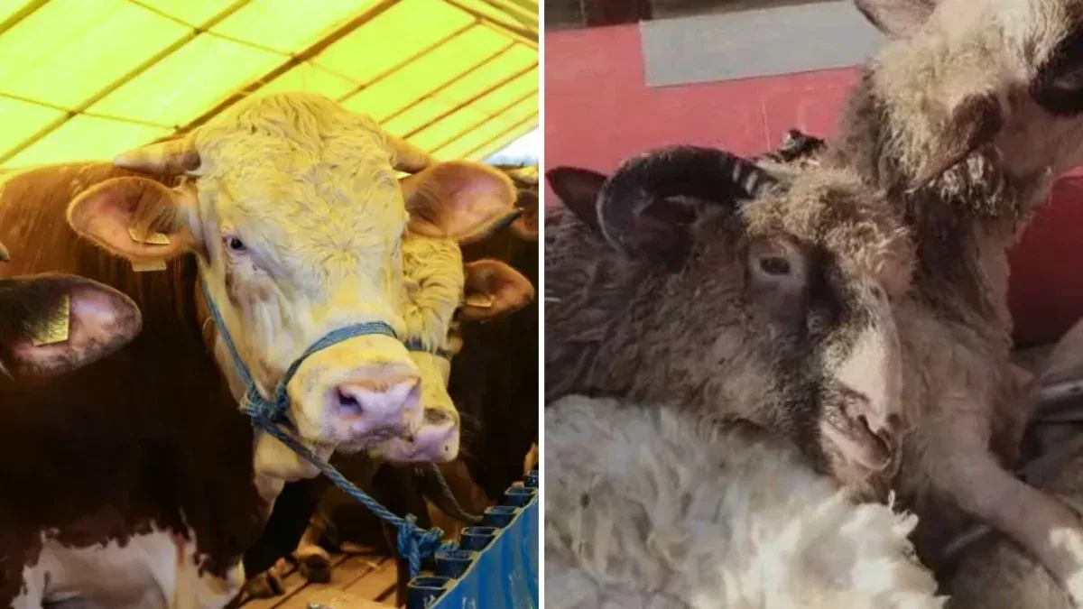 Büyükbaş hayvan varlığında yılın ilk yarısı verileri açıklandı