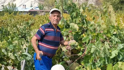 Beypazarı Başören’de bağ bozumu ve pekmez mesaisi başladı